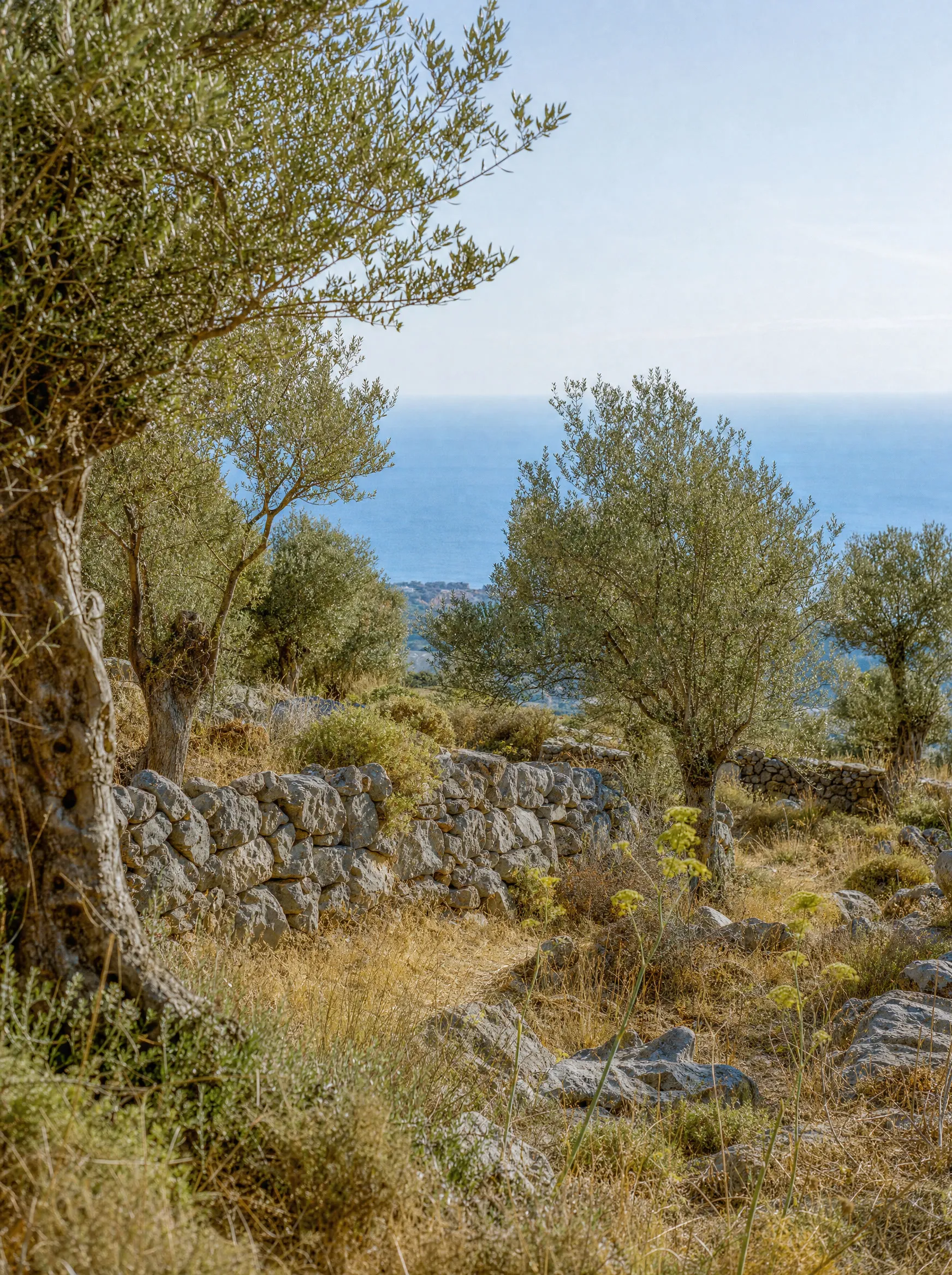Baugrundstück mit alten Olivenbäumen und Blick zum Meer