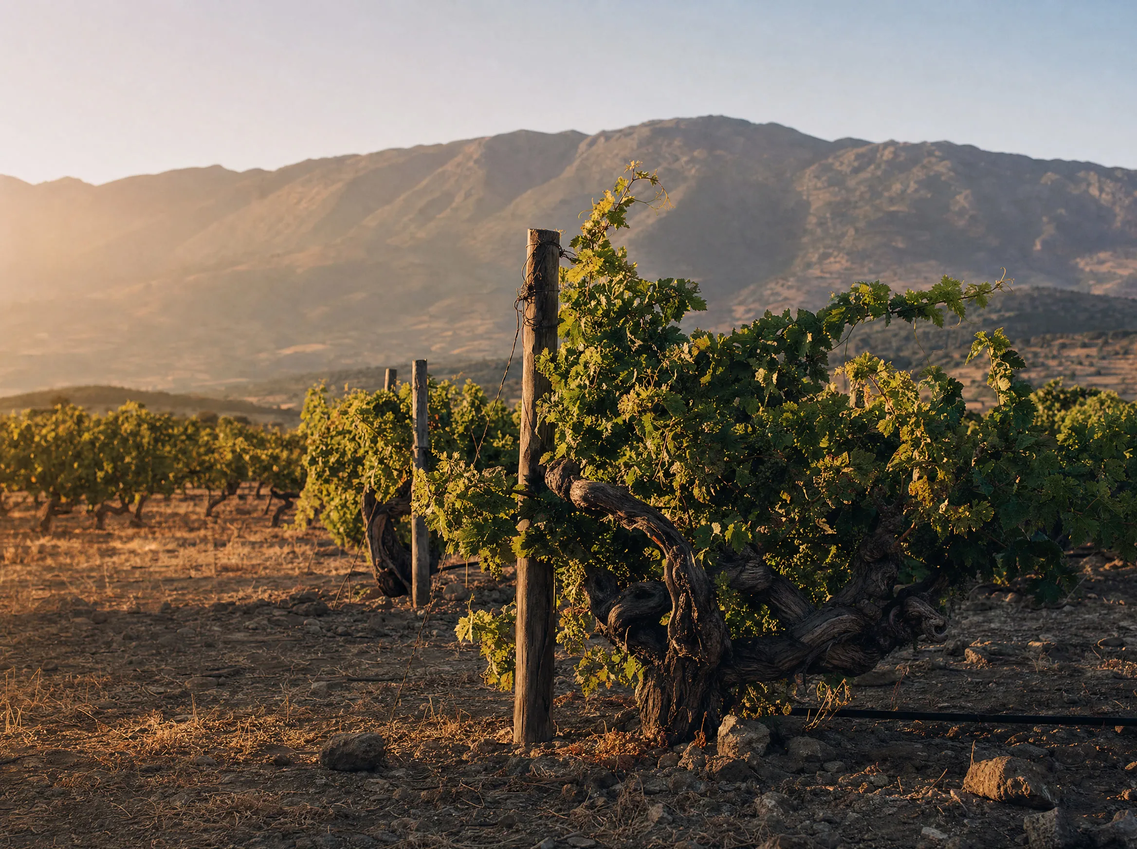 Weinberge bei Sonnenuntergang