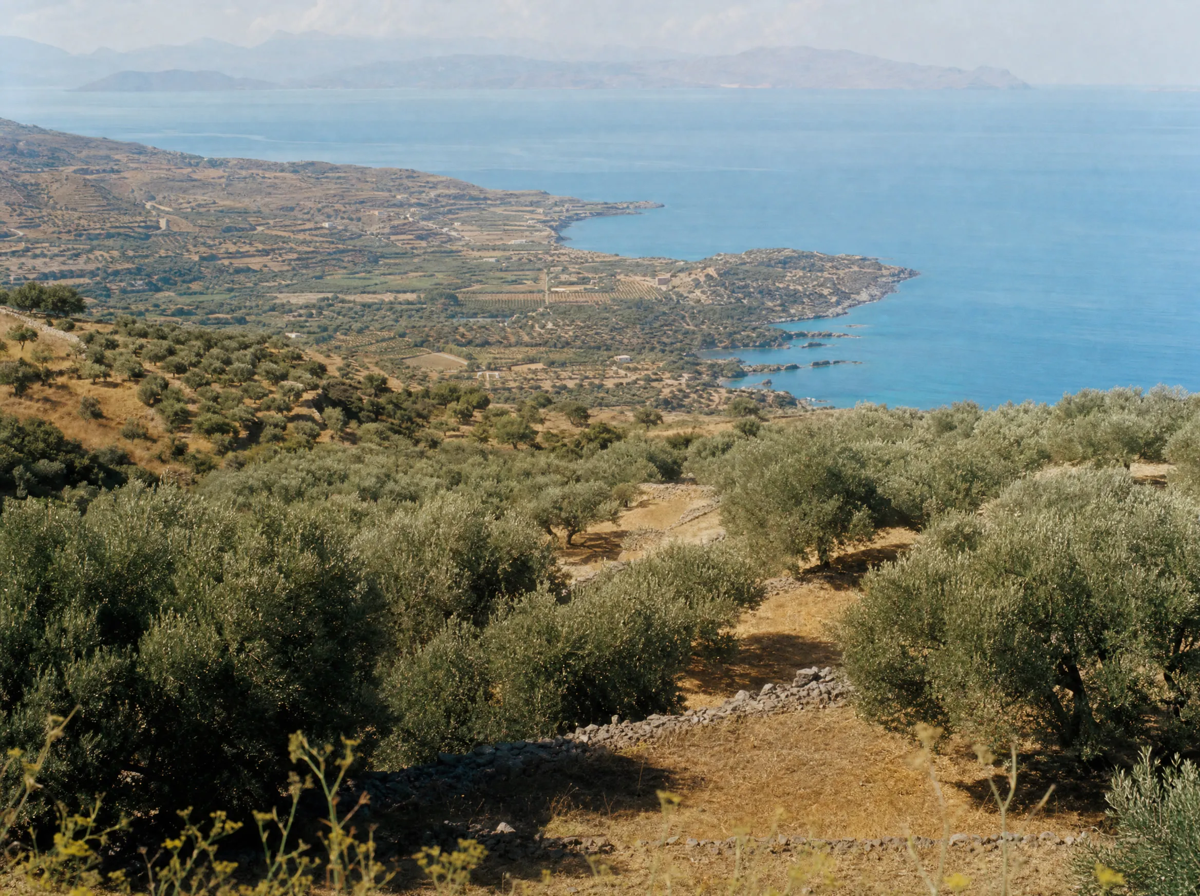 Blick über Olivenhaine auf die kretische Küste und das Meer